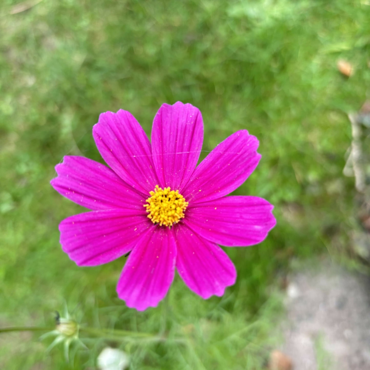 Plant A Bee Garden Kit