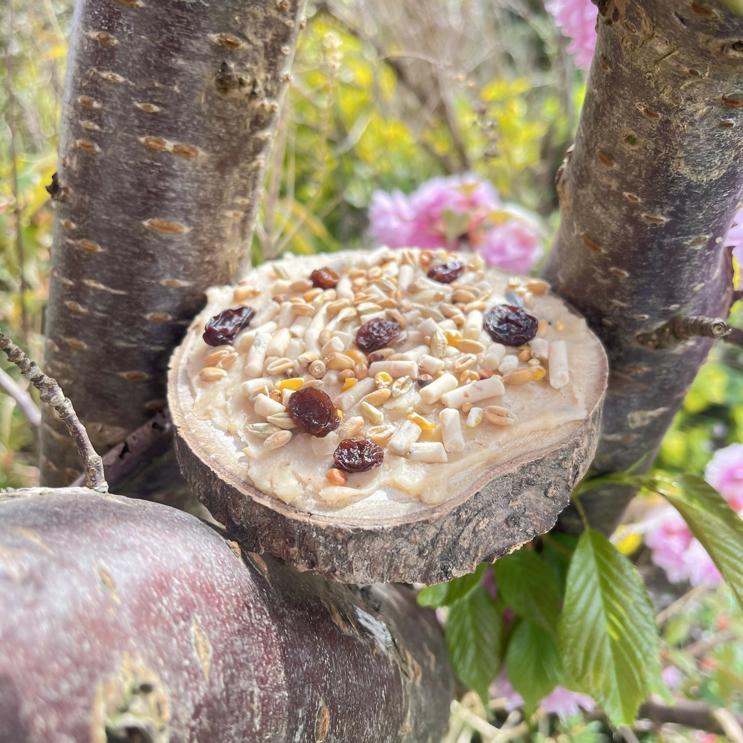 Make A Bird Seed Pizza Kit