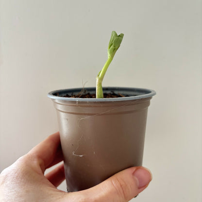 Grow Your Own Broad Bean Kit