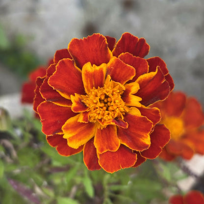 Plant A Bee Garden Kit