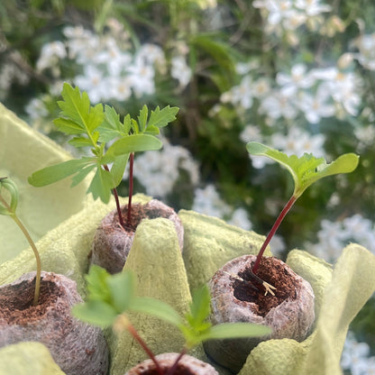 Plant A Bee Garden Kit