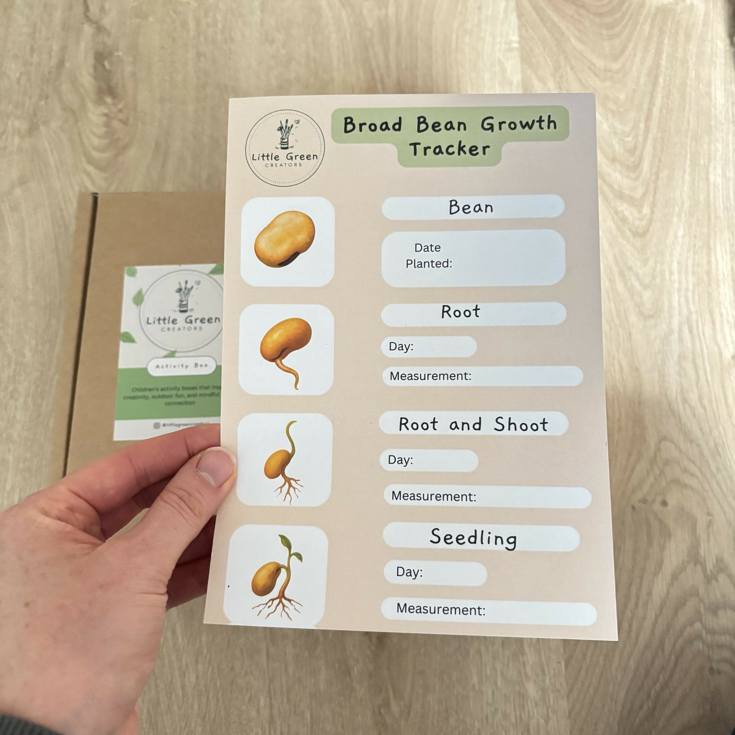 Grow Your Own Broad Bean Kit