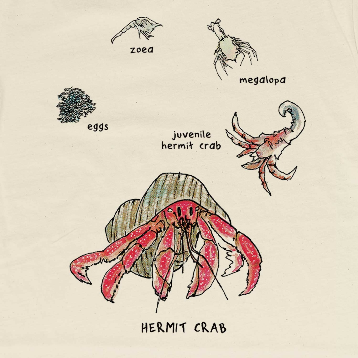 HermitCrabWarmCU