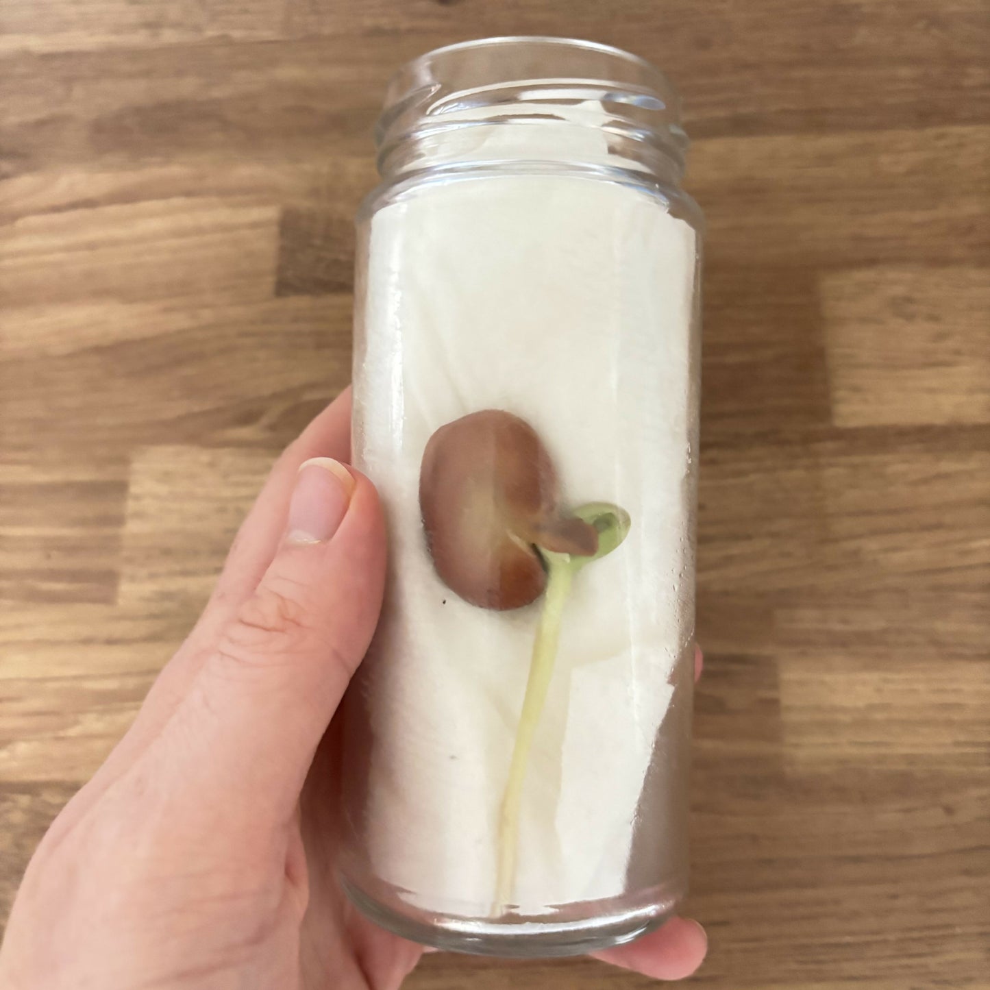 Grow Your Own Broad Bean Kit