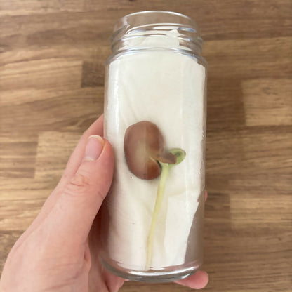 Grow Your Own Broad Bean Kit