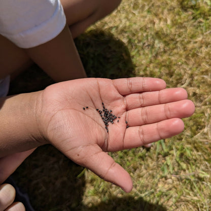 Start a Mini Allotment Kit