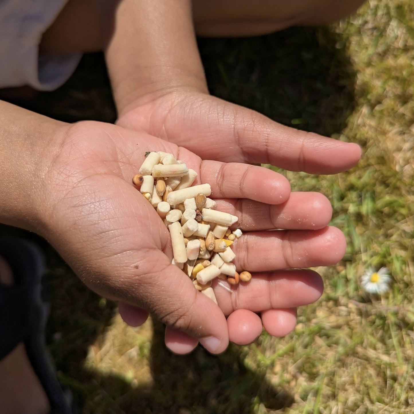 Make A Bird Seed Pizza Kit