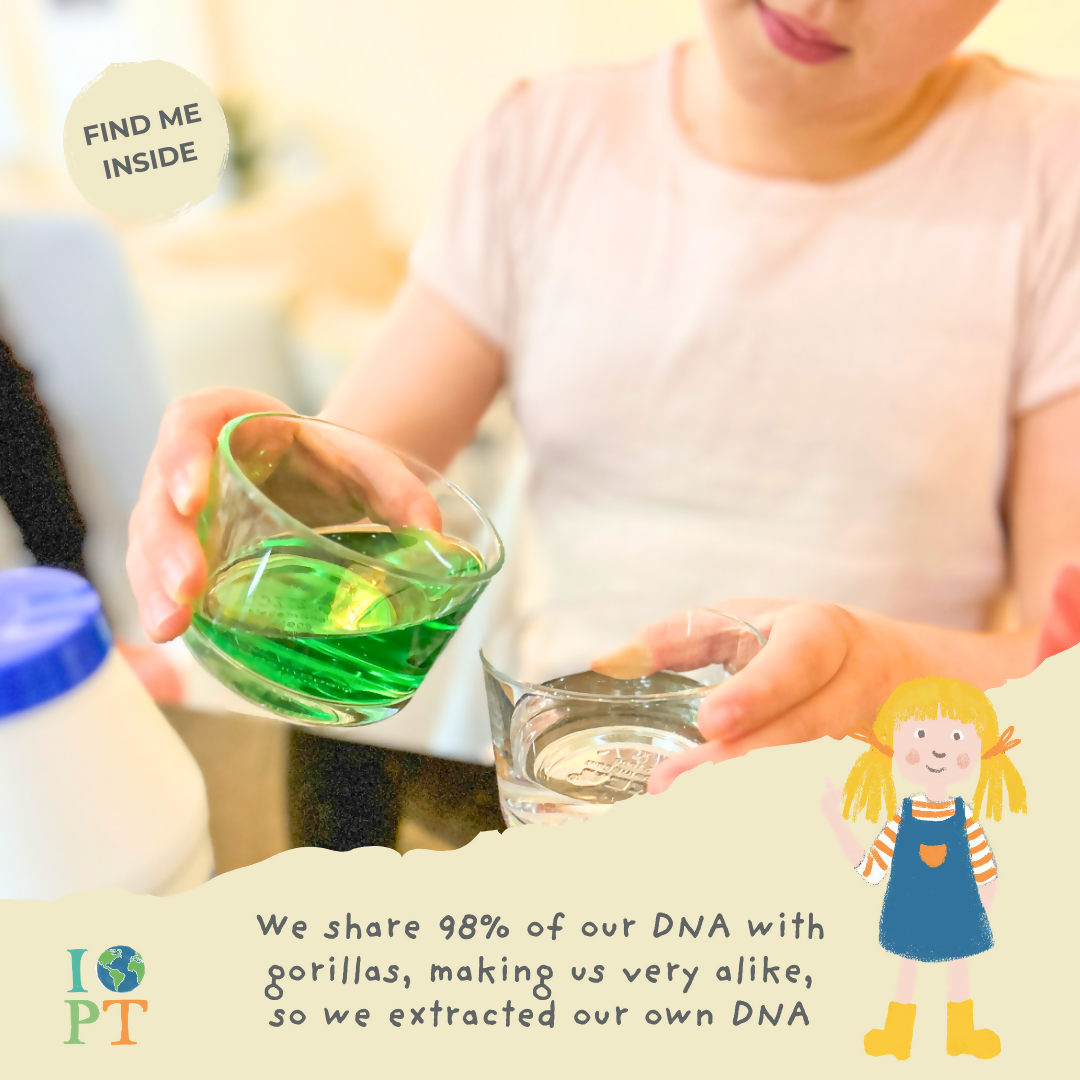 MYSTICAL MOUNTAIN GORILLAS - Children’s eco activity kit (Age 5+) | natural wooden toy for toddlers UK