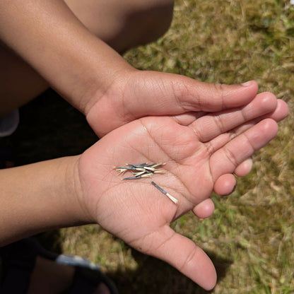 Plant A Bee Garden Kit